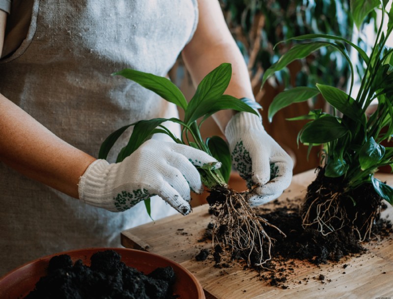 ¿Cuál es la mejor hora del día para trasplantar plantas?