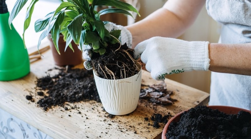 ¿Cuál es la mejor hora del día para trasplantar plantas?