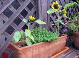 Cómo cultivar girasoles en contenedores