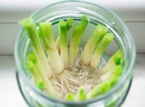 7 verduras que puedes volver a cultivar a partir de restos