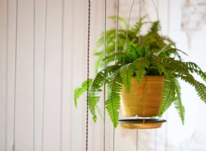 5 plantas de interior comunes que son difíciles de cuidar