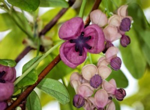 Las mejores 7 enredaderas y trepadoras con flores de verano