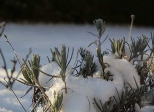 5 errores comunes en el cultivo de lavanda que se deben evitar