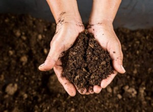 Cómo preparar la tierra para la jardinería en macetas