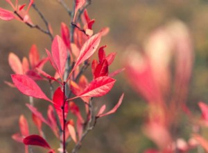 7 tipos de cerezos que puedes cultivar en tu jardín