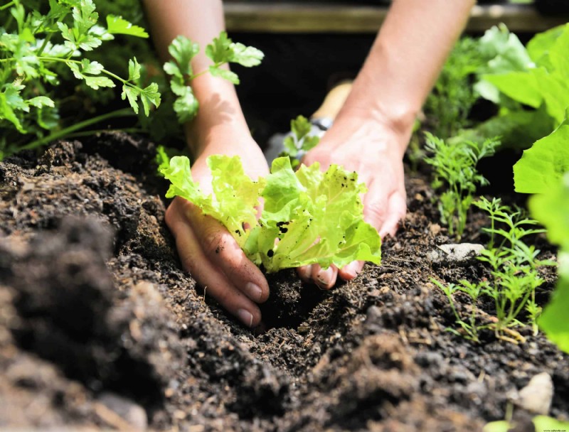 3 vegetales perennes que debes cultivar