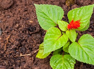 5 mejores plantas para cultivar en tus maceteros de otoño