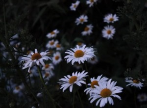 Por qué debería cultivar plantas nativas de su área