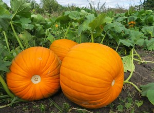 Cómo cultivar calabazas