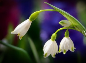 6 flores para plantar en otoño y tener hermosas flores primaverales