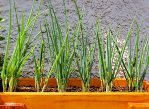 Cómo cultivar cebollas verdes