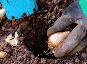 Evite estos errores comunes al plantar bulbos de otoño