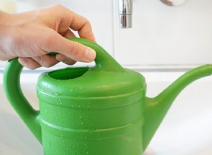 Plantas de interior que nunca debes regar con agua del grifo 