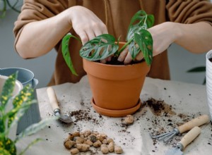 Cuándo trasplantar su planta Monstera