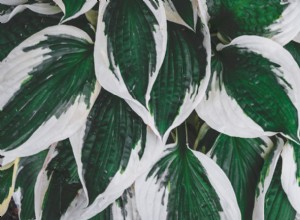 Cómo cuidar hostas en otoño