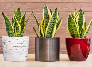 4 beneficios de tener una planta de serpiente en su hogar