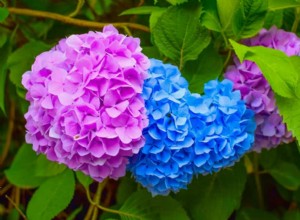 3 razones por las que deberías plantar hortensias en otoño