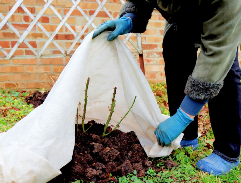 6 maneras de preparar su jardín para el invierno