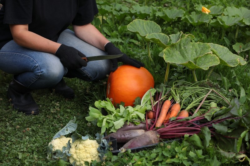 6 maneras de preparar su jardín para el invierno