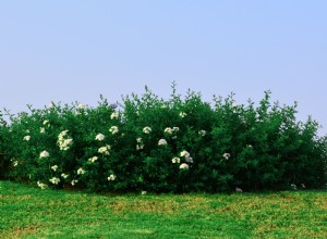 Debería fertilizar su jardín en invierno