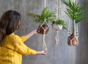 6 mejores plantas colgantes de interior para agregar a su hogar