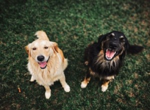 ¿Qué razas de perros son geniales con los niños? 