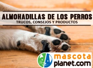 Cuidados de las almohadillas de los perros – Trucos, consejos y productos