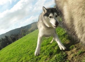 Desventajas que presenta el OGM en perros