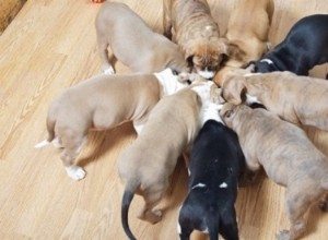 La dieta adecuada para un cachorro